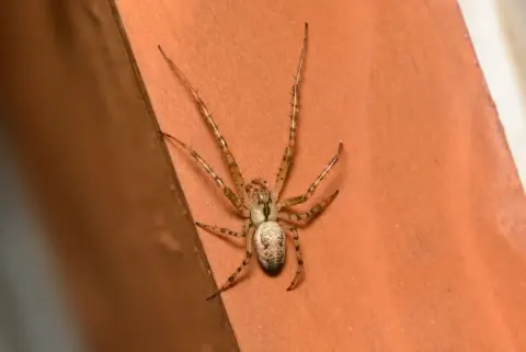 Zygiella x - notata