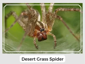 desert grass spider