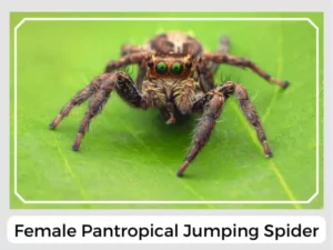 Female pantropical jumping spider