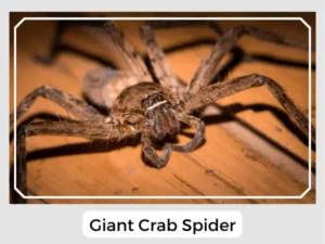 giant crab spider image