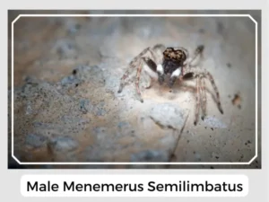 Male Menemerus semilimbatus